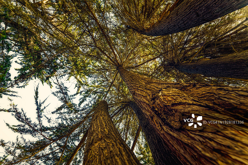 美国加利福尼亚州奥西亚诺森林中树木的低角度视图图片素材