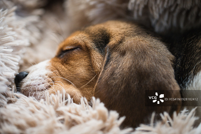 睡在地毯上的比格犬特写，英国马尔文图片素材