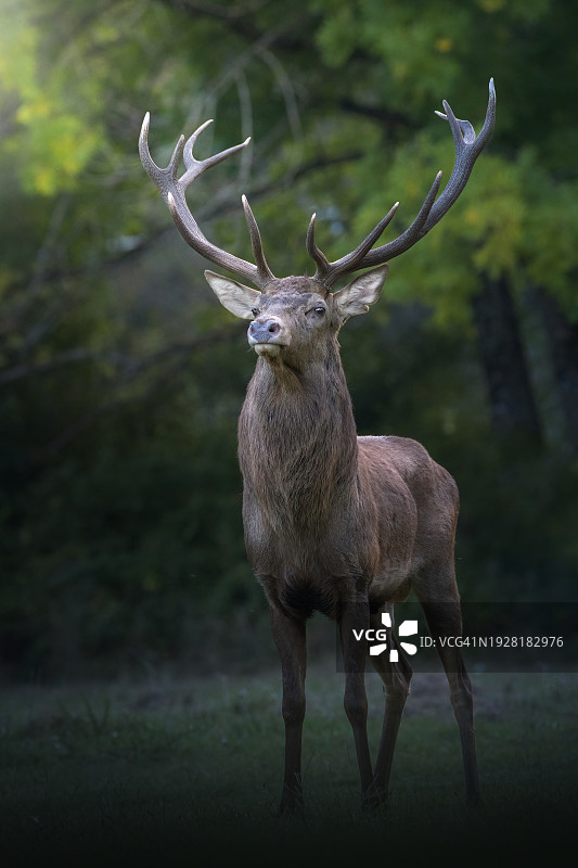 田野上站立的红白相间的牛的侧视图图片素材