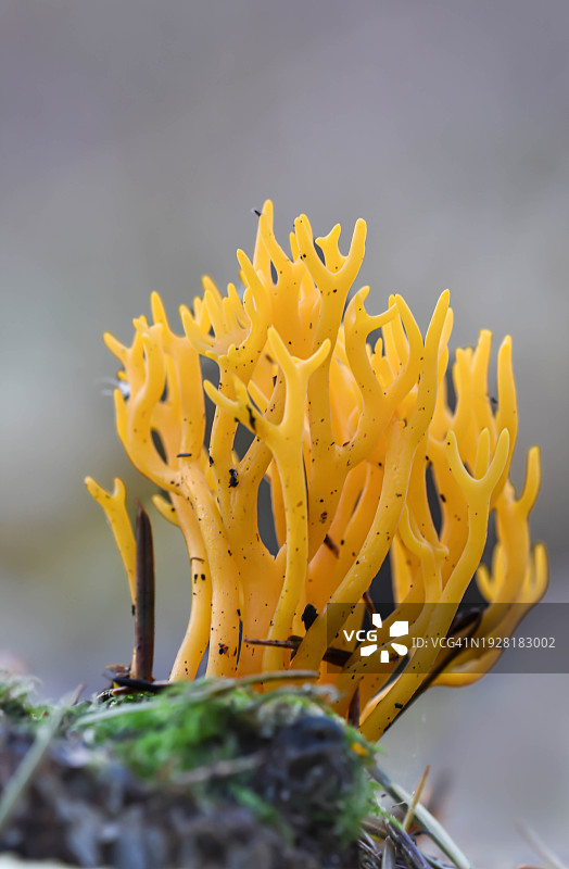 餐桌上的意大利面特写图片素材