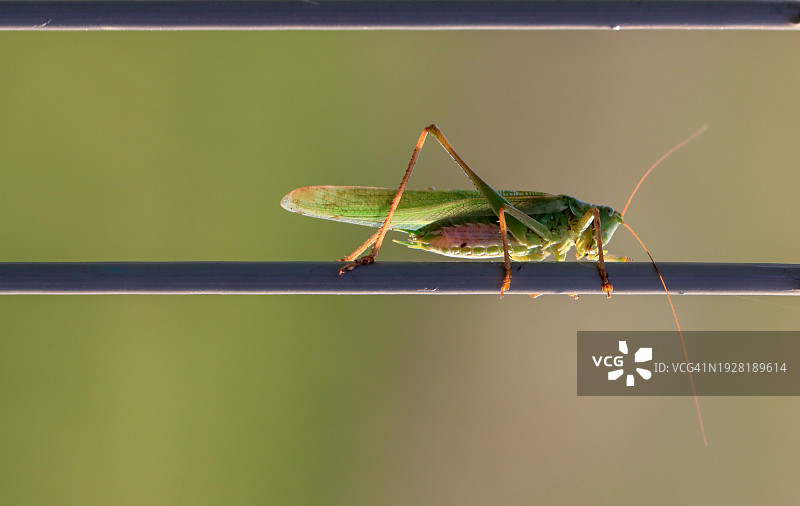 植物上的螳螂特写图片素材