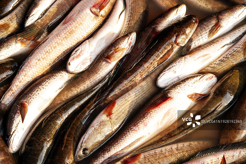 泰国市场上的鱼图片素材