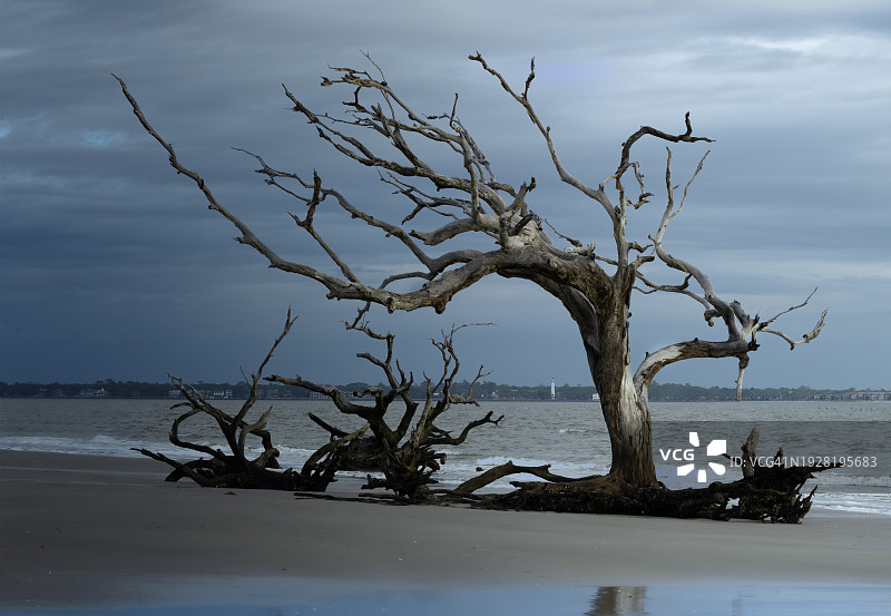 佐治亚州：光秃树木映衬天空美景图片素材