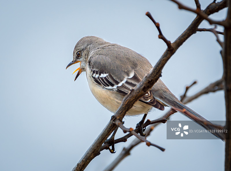 低角度拍摄：歌山雀栖息在树枝上，林德赫斯特，新泽西州，美国图片素材