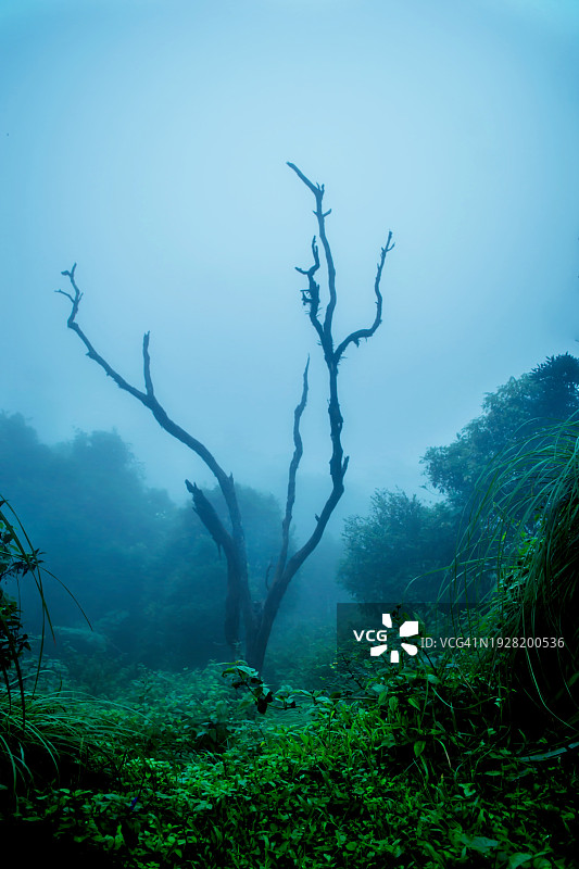 印度喀拉拉邦蓬穆迪森林树木景观图片素材