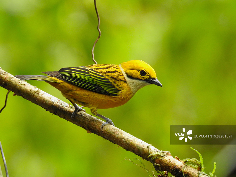 栖息在树枝上的山雀特写图片素材
