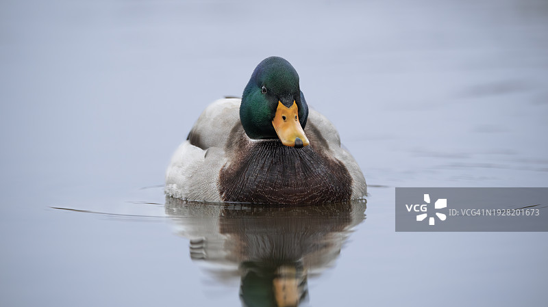绿头鸭在湖中游泳的特写图片素材