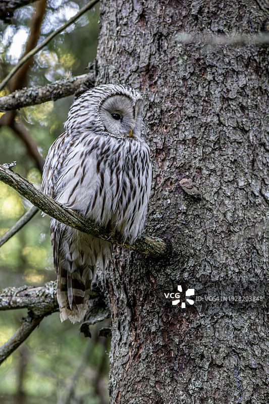 茶色横斑猫头鹰栖息在树上特写图片素材