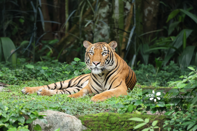 在新加坡草地上休息的苏门答腊虎图片素材