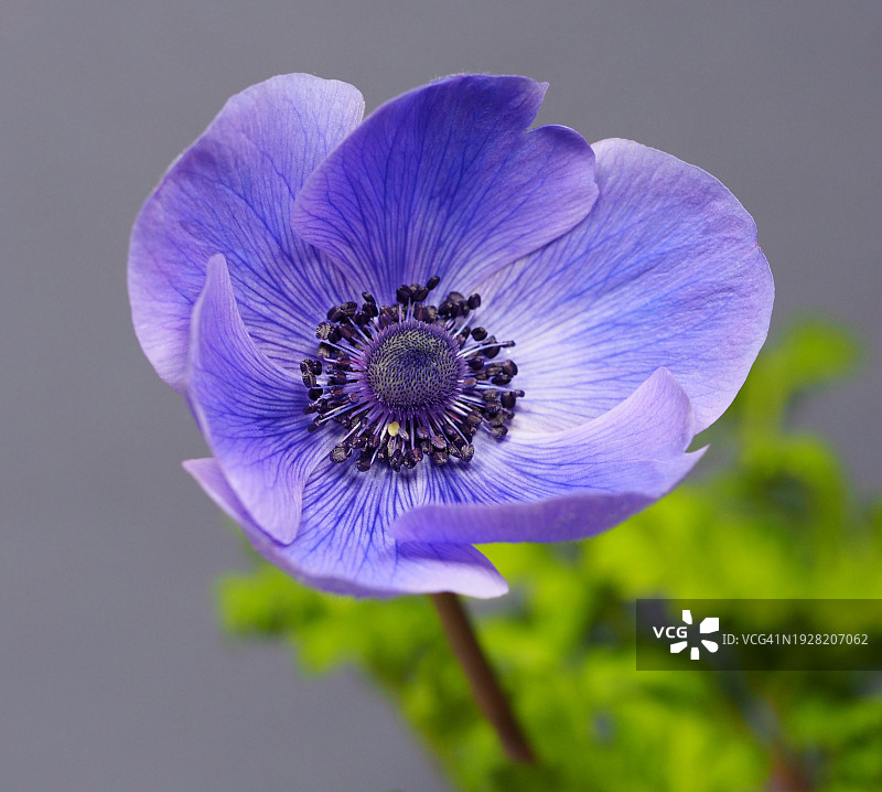 紫色花朵特写，英国图片素材