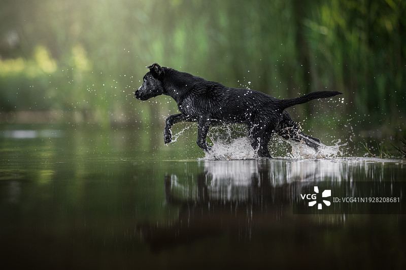 在湖中奔跑的拉布拉多寻回犬侧面图图片素材