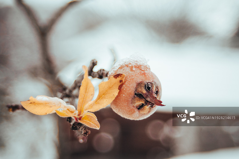 枯萎花的特写图片素材