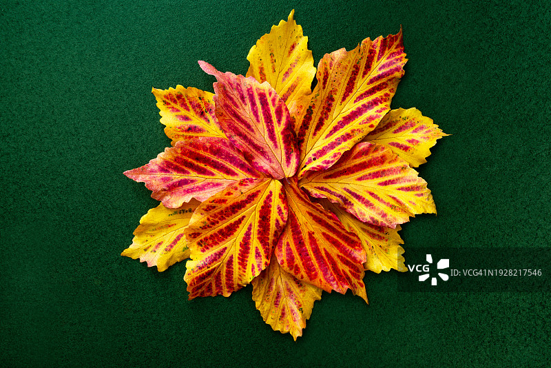 绿叶上的枫叶（高角度拍摄）图片素材