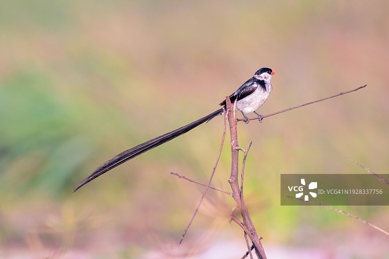 山雀栖息在树枝上特写图片素材