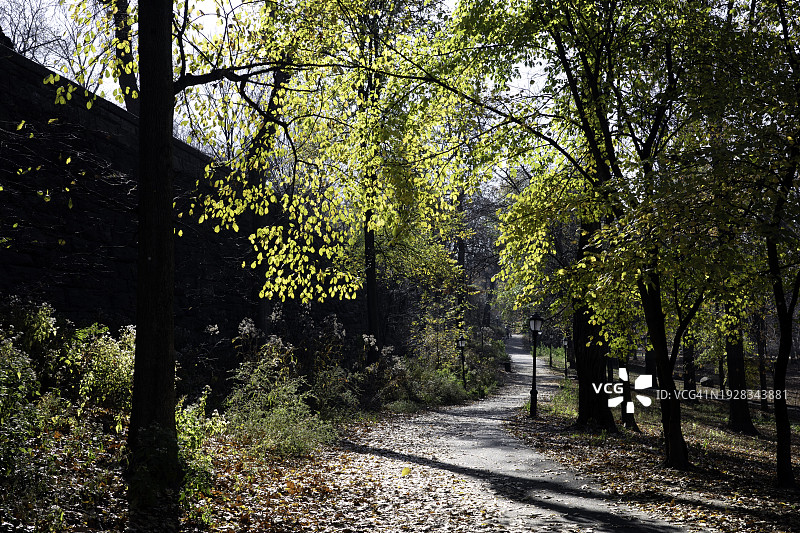 美国纽约市森林中的树木图片素材