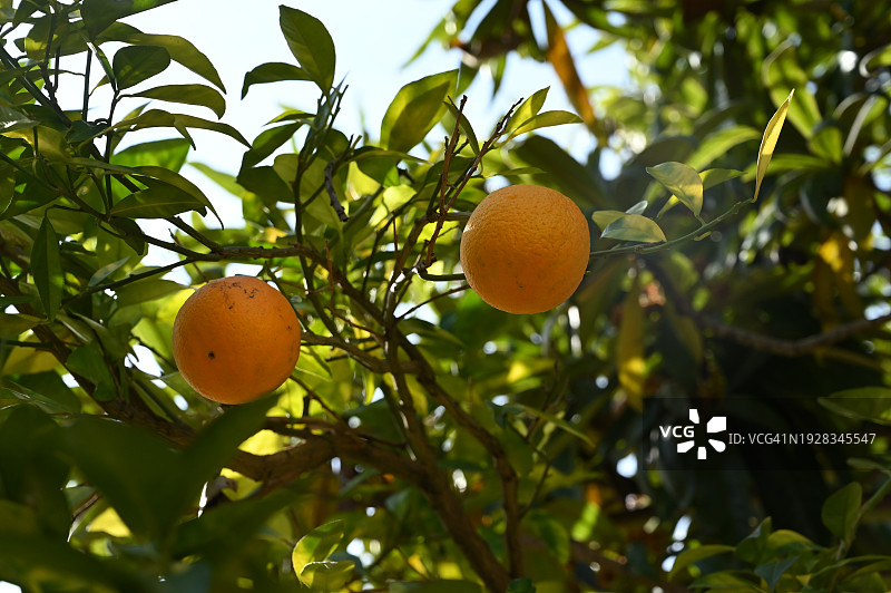 树上生长的橙子的仰视角度图片素材