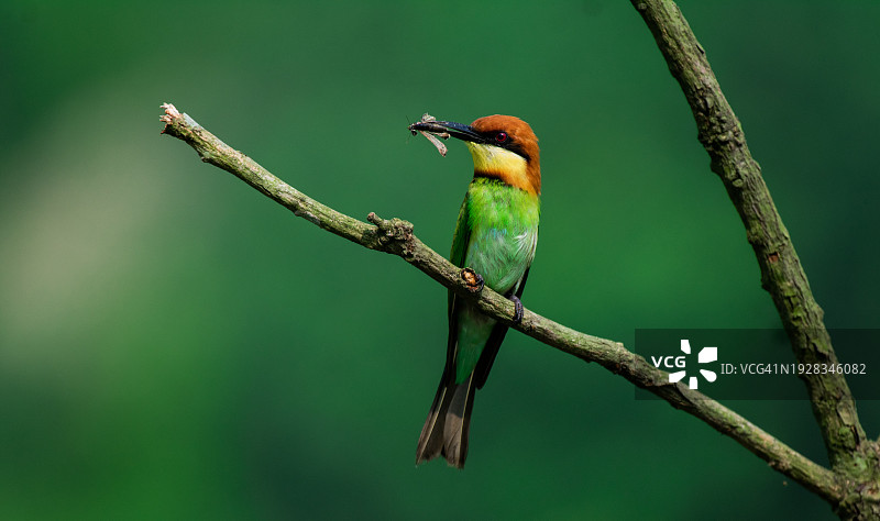 印度，栖息在树枝上的蜜蜂特写图片素材