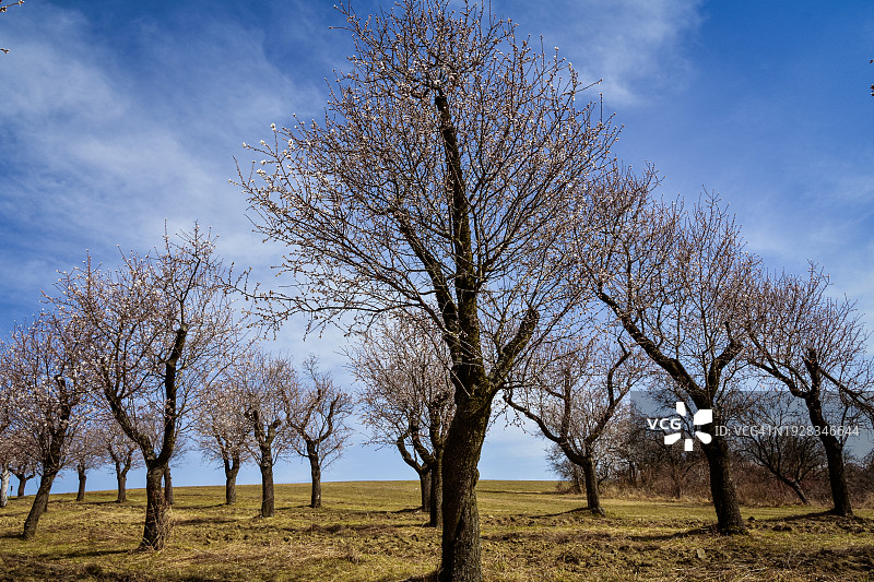 田野上的树木映衬着天空图片素材