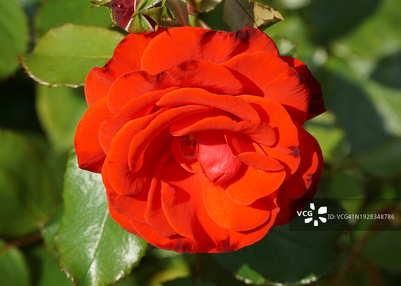 红色玫瑰特写，俄罗斯图片素材