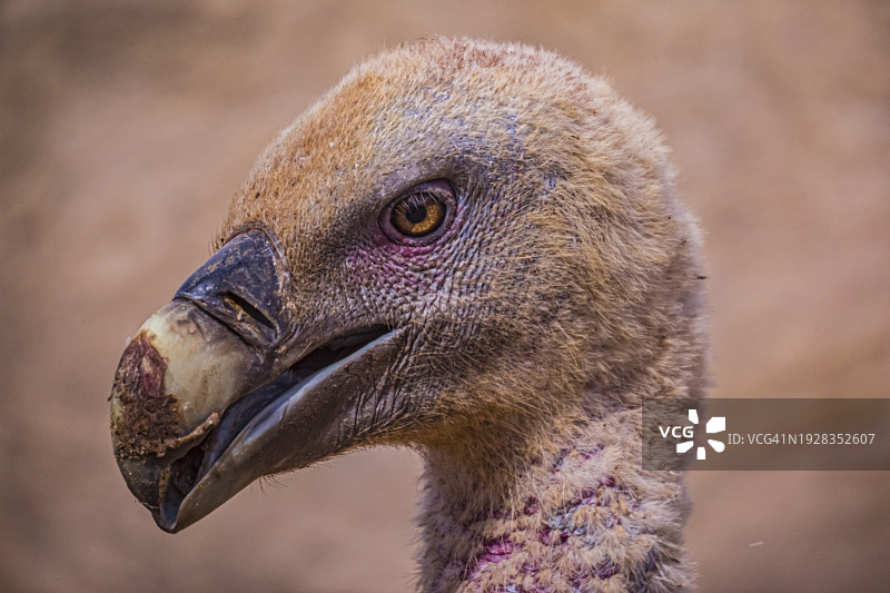 秃鹫特写图片素材