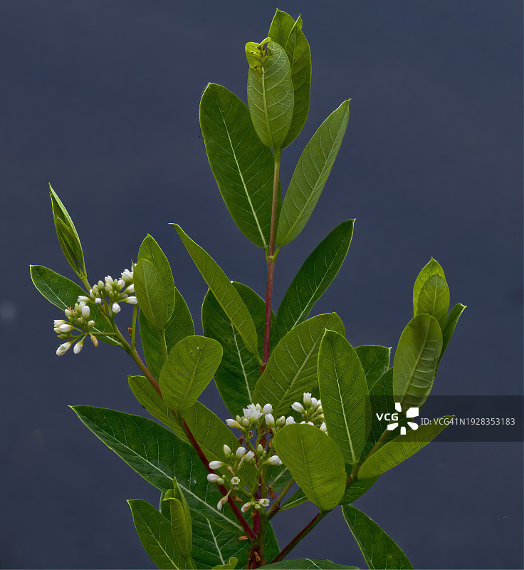 美国俄克拉荷马州塔尔萨植物特写图片素材