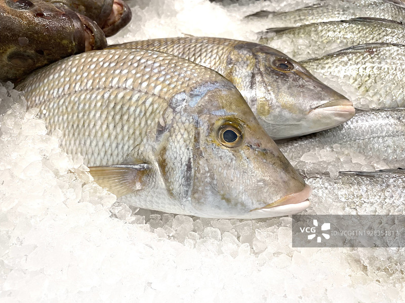 市场上出售的海鲷鱼特写，科威特哈瓦利省图片素材