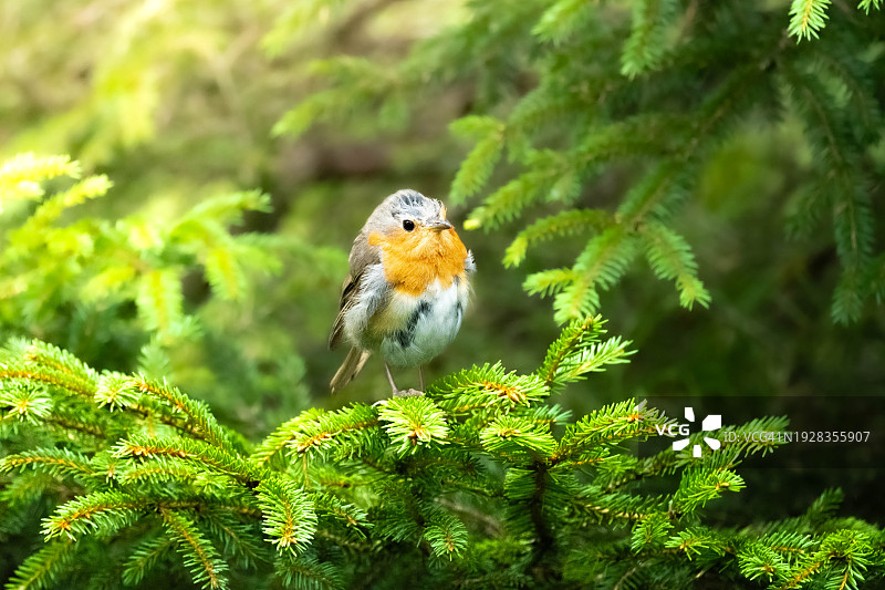 栖息于树上的知更鸟特写图片素材