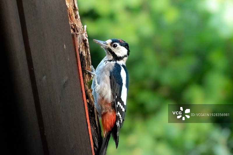 啄木鸟栖息在啄木鸟屋上的特写图片素材