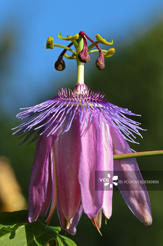 紫色花朵的特写图片素材