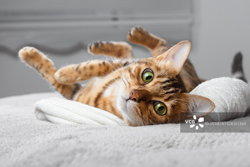 猫躺在床上的特写肖像图片素材