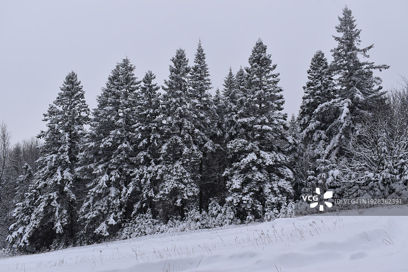 白雪覆盖的田野上的树木映衬着天空图片素材