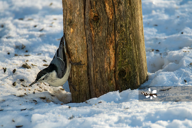 雪覆盖田野树木的特写图片素材