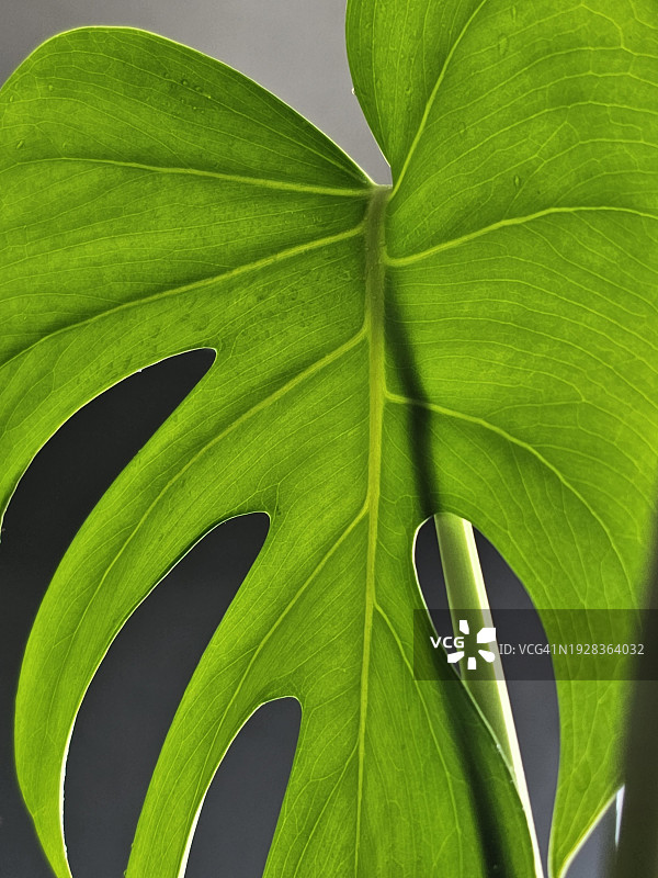 绿叶特写图片素材