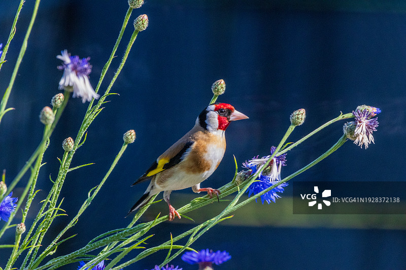 金翅雀栖息在植物上的特写图片素材