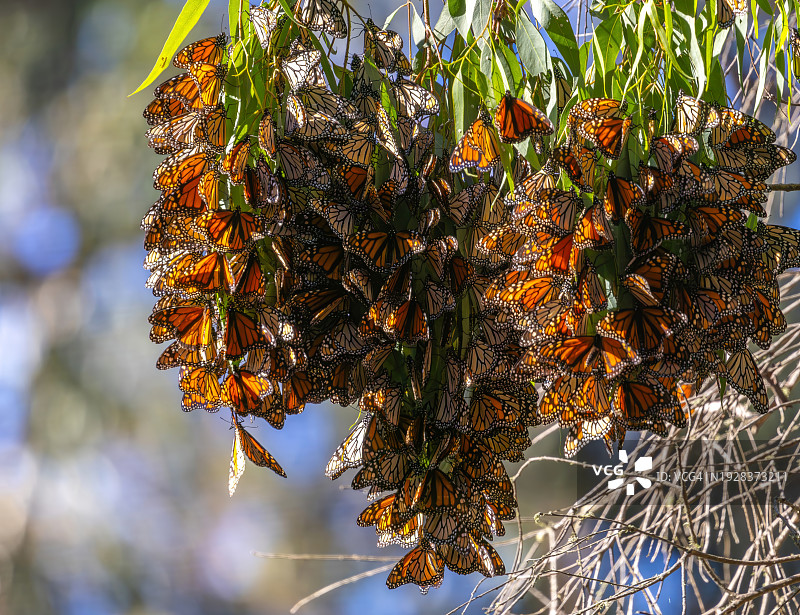 仰视角度拍摄的加利福尼亚州圣克鲁兹天空下开花植物图片素材