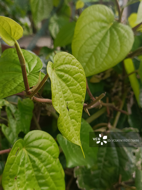 绿叶特写图片素材