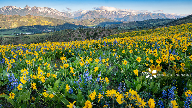 美国华盛顿州利文沃斯地区田野上的黄色植物美景图片素材