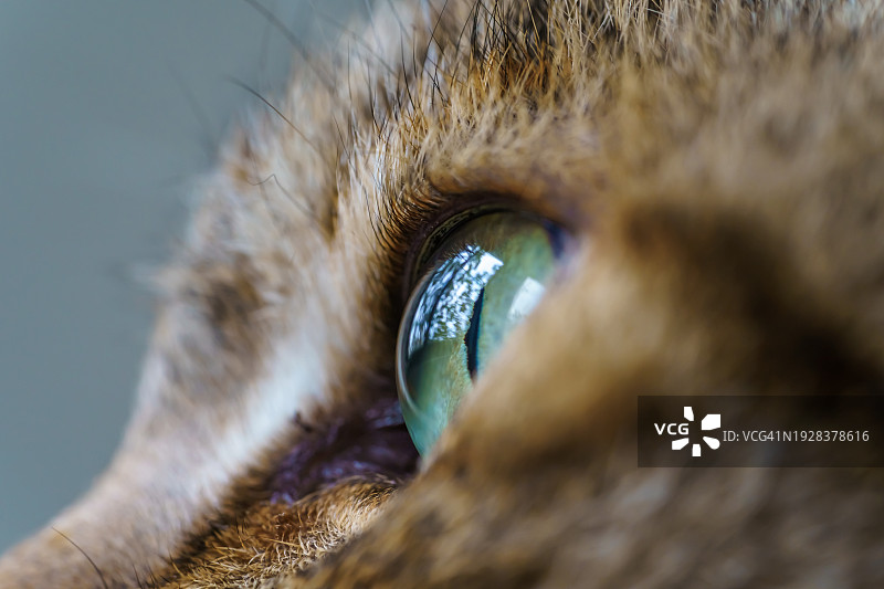 动物眼睛特写图片素材