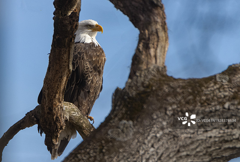 美国克罗顿角公园秃鹰栖息树上仰视角度照片图片素材