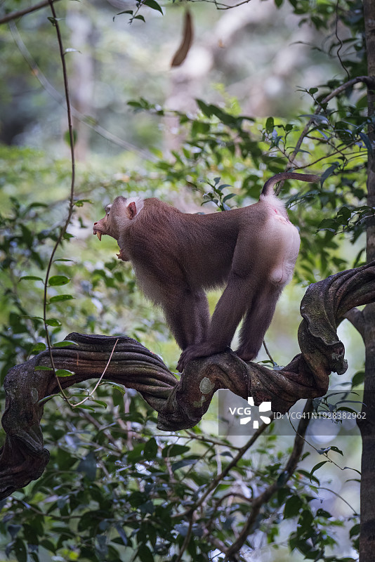 越南，狒狒坐在树上的低角度视图图片素材