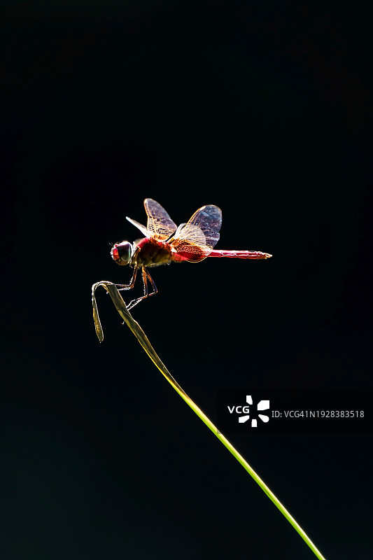 昆虫在植物上特写，黑色背景图片素材