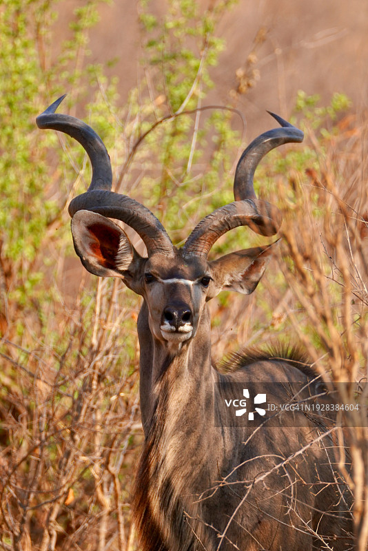 站立在田野上的鹿的画像，津巴布韦图片素材