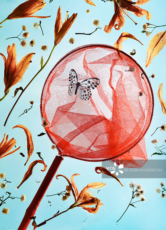 红色昆虫网上空的蝴蝶与花朵图片素材