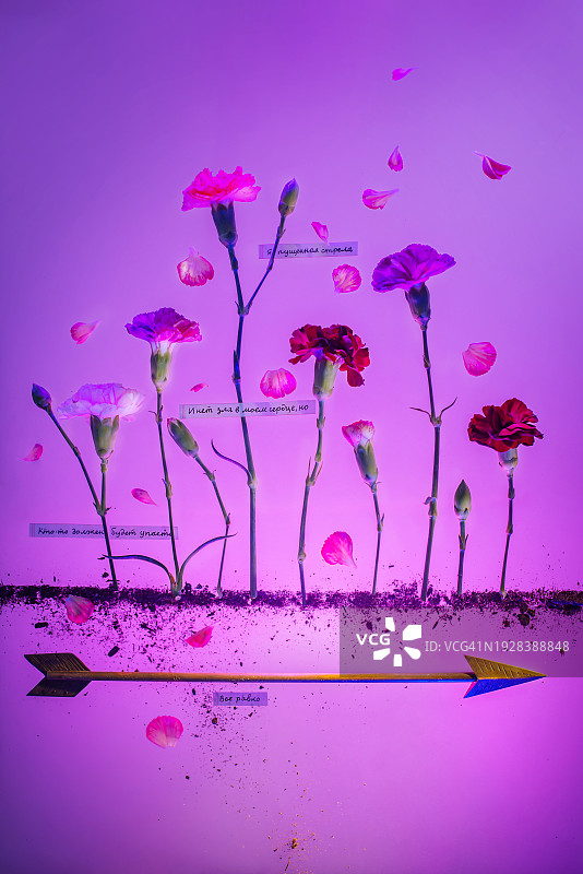 紫色背景上的金色箭头花卉作品，死亡和重生概念图片素材