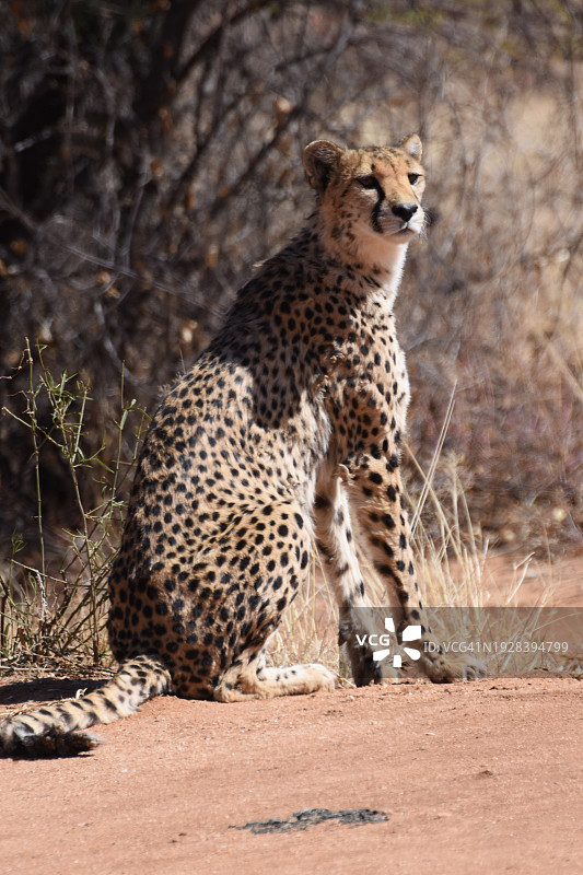 猎豹坐在田野上的侧面视角图片素材