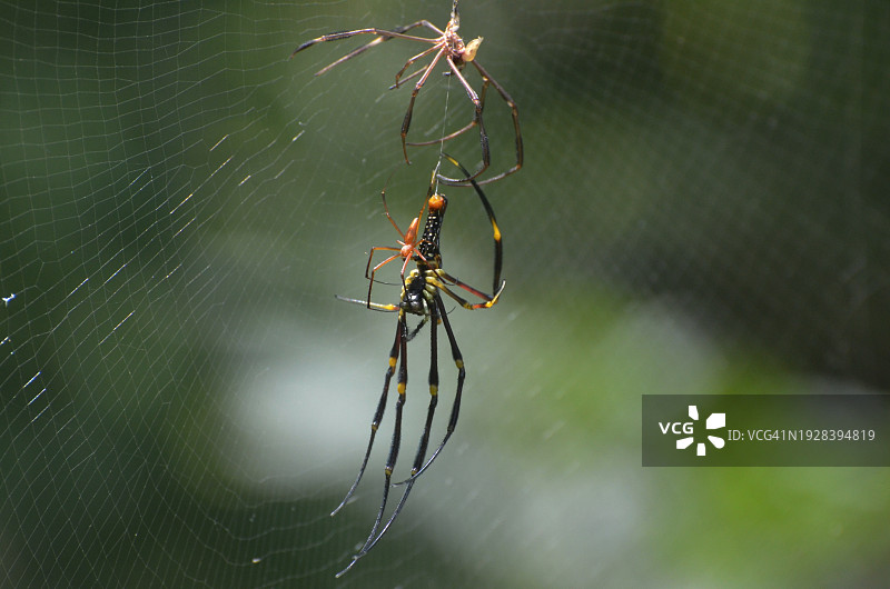 蜘蛛在网上的特写图片素材