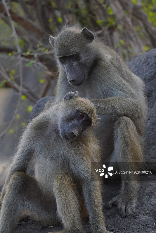 猴群坐在岩石上特写图片素材