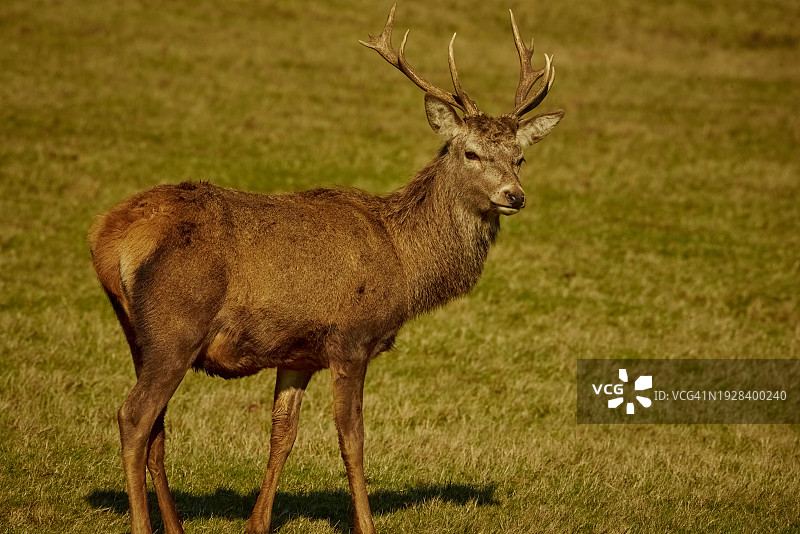 田野上站立的红白相间的牛的侧视图图片素材