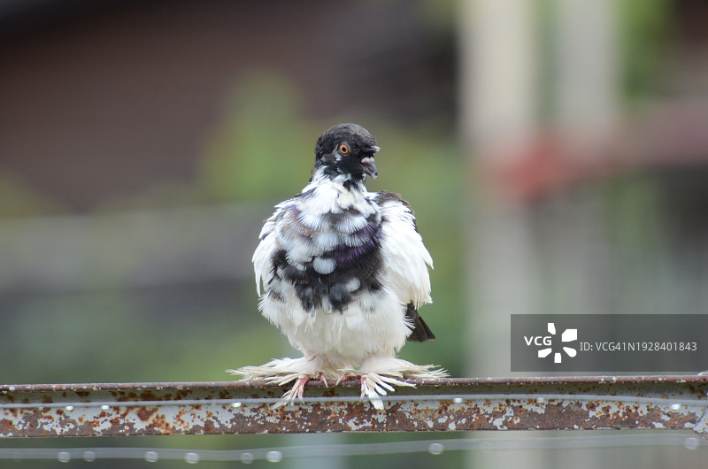 啄木鸟栖息在栏杆上的特写图片素材