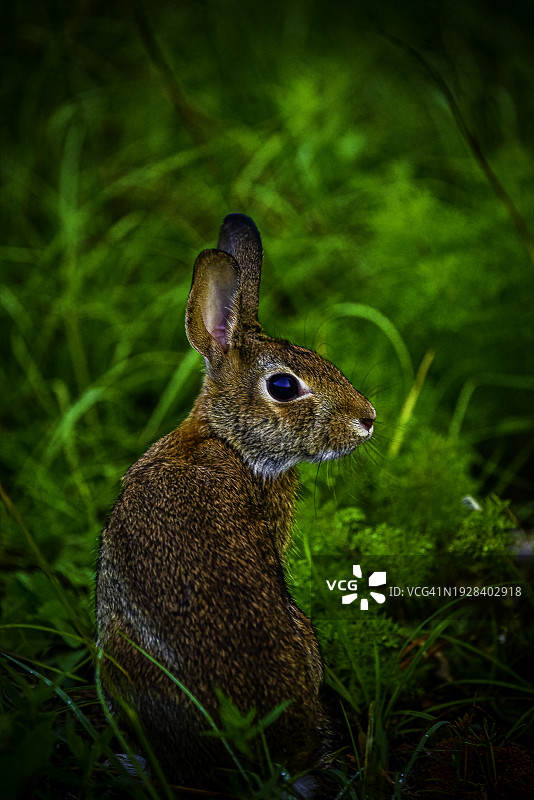 美国田野里的兔子特写图片素材